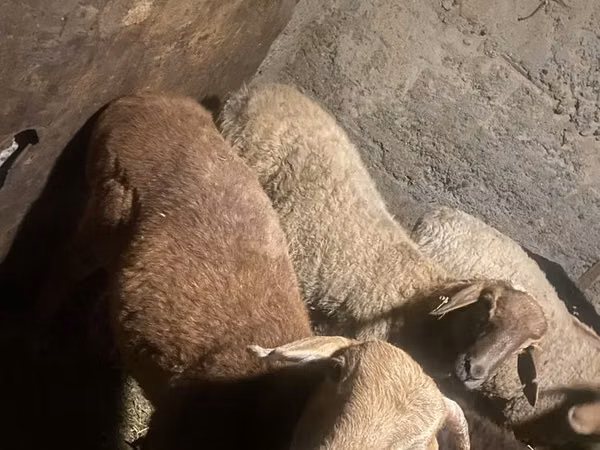 كبش, الأغنام — كازاخستان