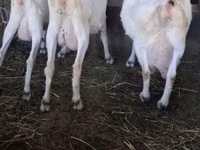 बकरी, Saanen goat — फ़ोटो 4