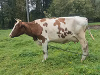 Vaca, Ayrshire — foto 5