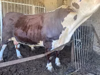 公牛, Simmental cattle — 照片 3