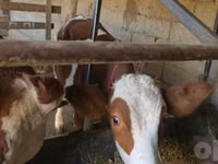 بقرة, Simmental cattle — الصورة 3