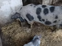 Säue, Schweine — Foto 4