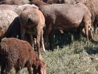 نعجة, Arashan sheep — الصورة 2