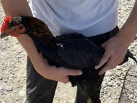 Chickens — Foto 1