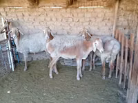 Qoʻy, Arashan sheep — 3-rasm