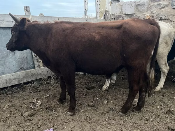 公牛, Cattle — 哈萨克斯坦