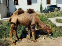 جمل, الجمال — الصورة 5