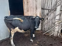 Sigir, Russian Black pied cattle — 2-rasm