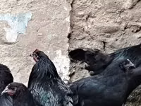 Chickens — Foto 8