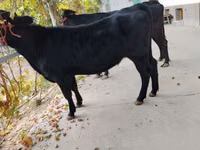 Kuh, Limousin-Kuh — Foto 6