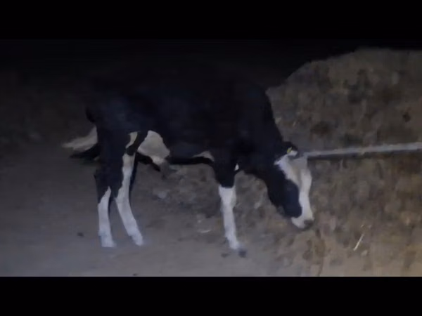 公牛, Cattle — 哈萨克斯坦