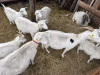 Ziege, Saanen goat — Foto 2