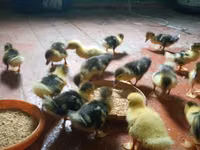 Ducks — Foto 2