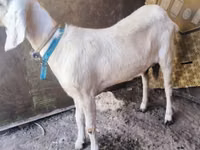 عنزة, Saanen goat — الصورة 1