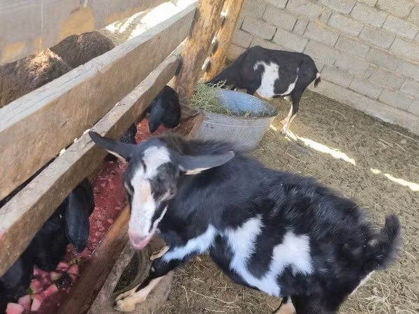 تيس, Alpine goat — كازاخستان