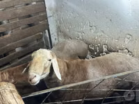 Ram, Sheep — photo 5
