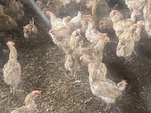 Chickens — Kirgisistan