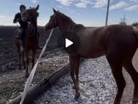Hengst, Kyrgyz Horse — Foto 2