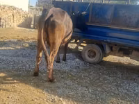 गाय, मवेशी — फ़ोटो 4