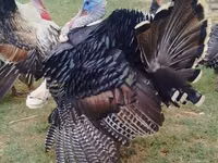 Turkeys — Foto 1