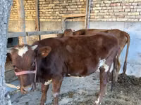 गाय, मवेशी — फ़ोटो 5