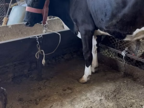 Sigir, Swiss cattle