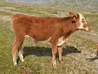 गाय, Latvian Blue cattle — फ़ोटो 2