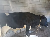 Toro, Raza Holstein — foto 1