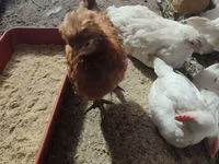 Leghorn — Foto 4