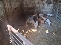 母猪, Pigs — 照片 4