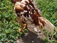 Chickens — 1-rasm