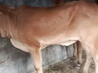 गाय, ब्राह्मण — फ़ोटो 3