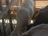 كبش, Merino sheep — الصورة 2