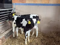 ІҚМ (топ, жынысы көрсетілмеген), Simmental cattle — 6-сурет