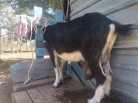 Cabra, Cabras — foto 5