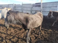 Stute, Kustanai horse — Foto 2