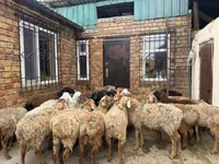Widder, Rhon sheep — Foto 2