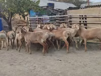 نعجة, Arashan sheep — الصورة 3