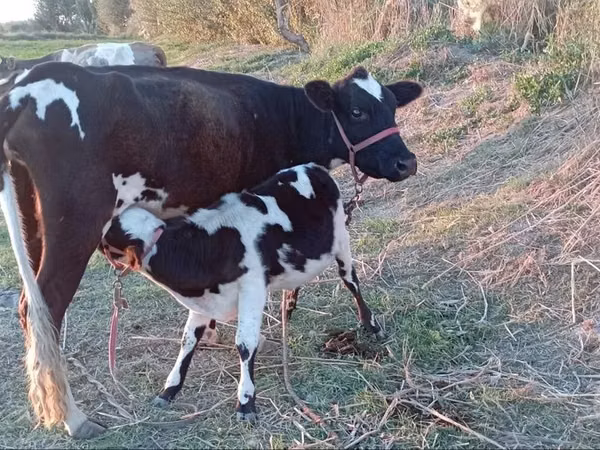 Vaca, Russian Black pied cattle