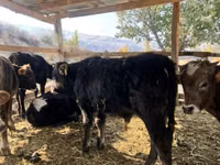 Toro, Swiss cattle — foto 6
