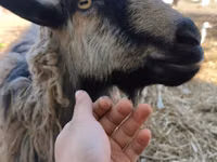Cabro, Cabras — foto 1