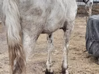 Caballo, Vladimir heavy draft — foto 7