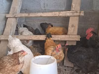 Chickens — Foto 1