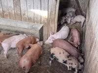 Schweine (Partie, Geschlecht nicht angegeben) — Foto 6