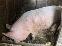 Säue, Schweine — Foto 2