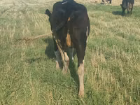 母牛, Holstein breed — 照片 1