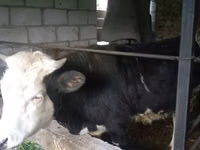 بقرة, Simmental cattle — الصورة 2