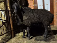 Schaf, Edilbay sheep — Foto 8