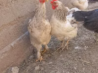 Chickens — Foto 3