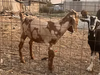 تيس, Beetal goats — الصورة 2
